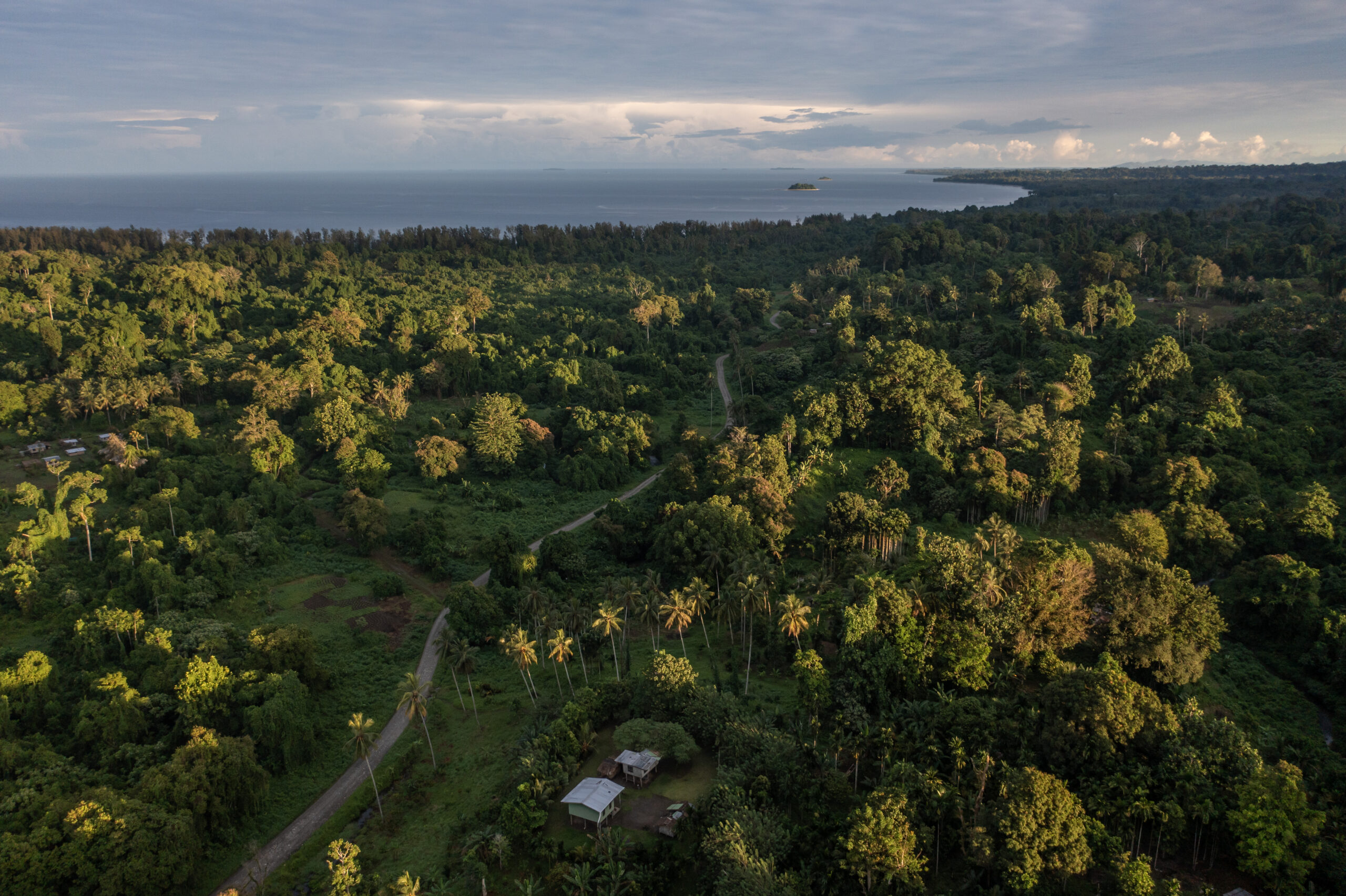 Land area and forest photo