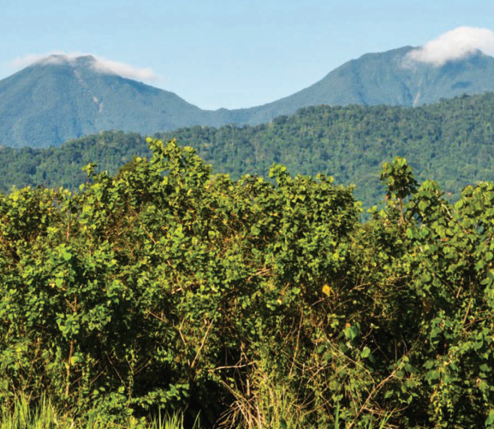 Land area and forest photo